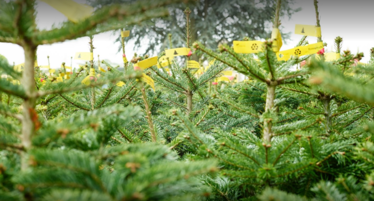 ecosapin-livraison-sapin-noel-domicile