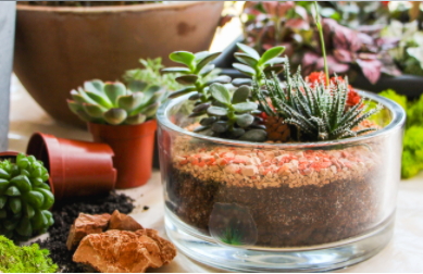tinygarden.ch-terrarium-suisse-plantes-locales