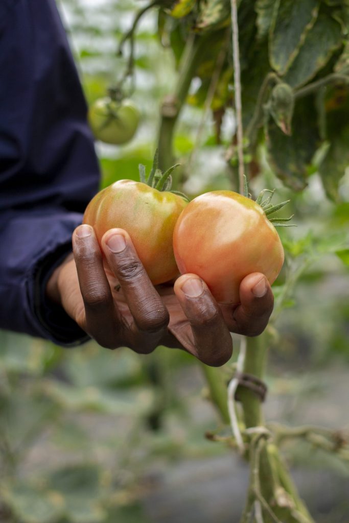 Panier-bio-a-deux-roues-champs-panier-fruit-tomates