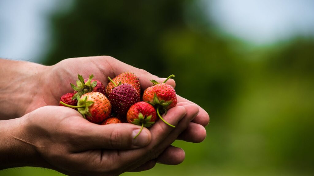 self-service-fraises-canton-de-vaud-ferme