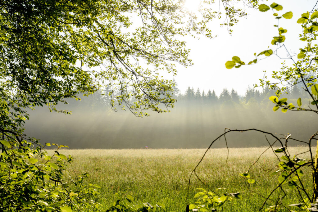 Parc naturel du Jorat