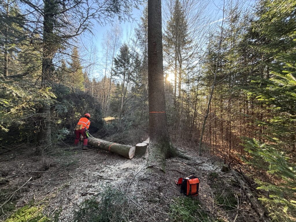 filière-du-bois-bucheron-Parc_naturel-du-Jorat
