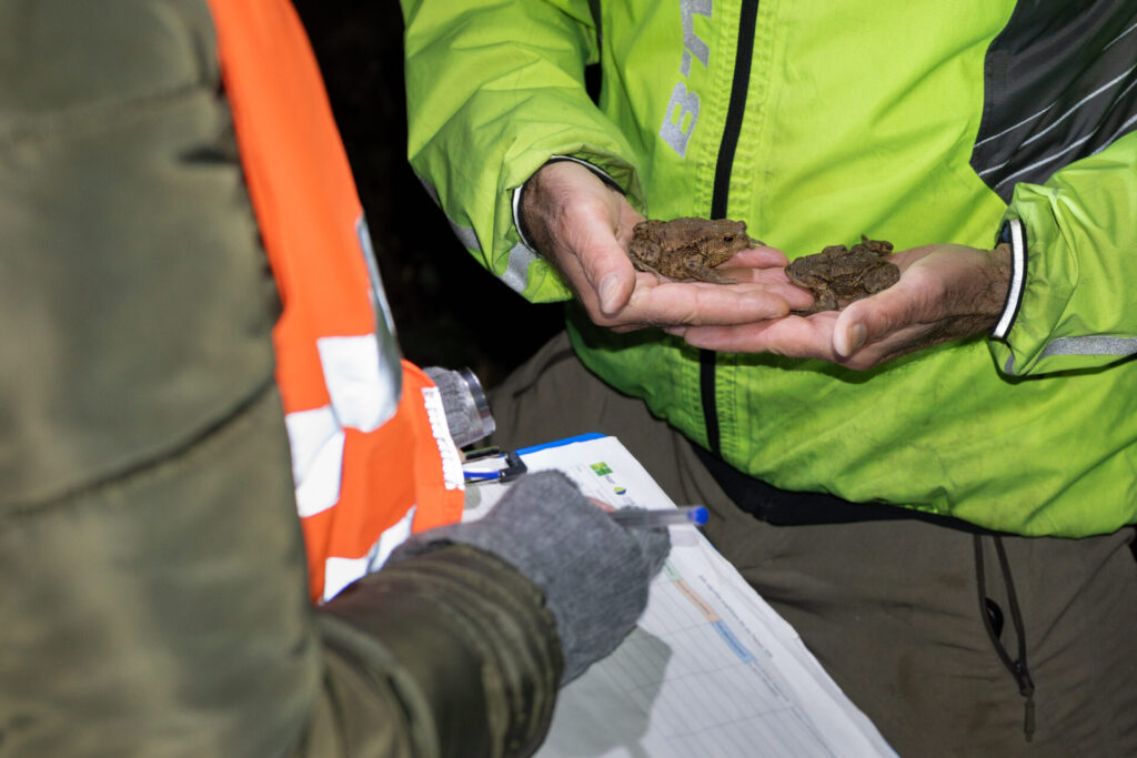 aide à la migration Migration des amphibiens au Parc naturel du Jorat - Crédit photo : Basile Barbey